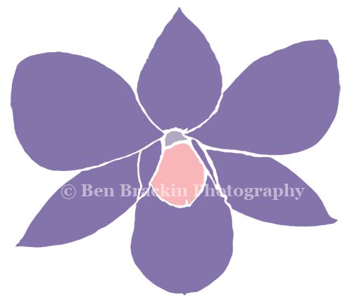 Violet Iris by Ben Brackin